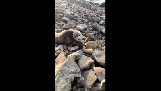 Local man rescues dehydrated seal pup in Vladivostok, Russia 