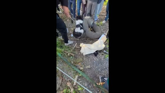 Rescuers pull dog from 10-meter pipe after it remains trapped for more than a day in Podolsk, Russia