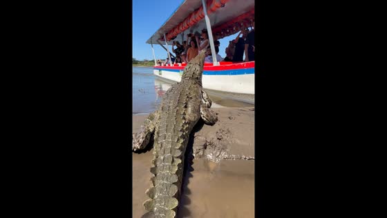 Crocodile encounter: terrifying close call on Tárcoles River boat tour