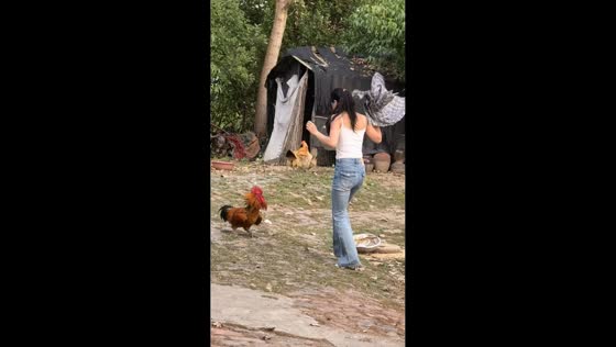 Woman faces aggressive rooster in Henan, China