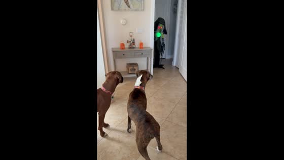 Dogs hilariously react to spooky Halloween decorations in Florida, USA