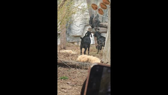 Chimpanzee teased by goats at the zoo in Jiangsu, China