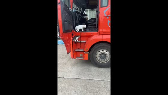 Two cats climb into truck in Henan, China