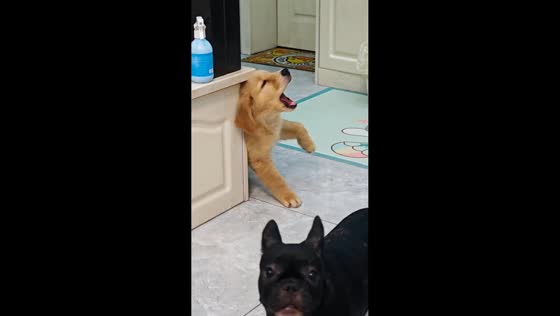 Dramatic Golden Retriever reacts to puppy stepping on its foot in Jiangsu, China