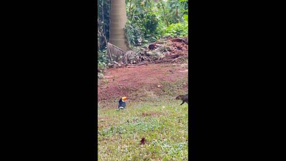 Injured toucan defends itself from approaching cutia in Campo Grande, Brazil