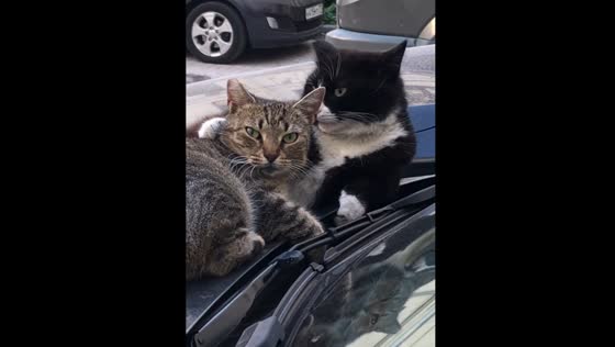 Cute cats sleep hugging on the hood of the car in Saint Petersburg, Russia