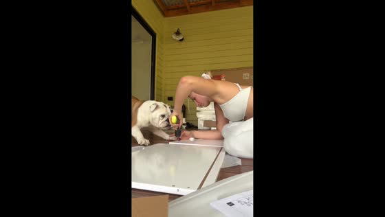 Bulldog Bonnie playfully attacks drill during furniture assembly in Gold Coast, Australia