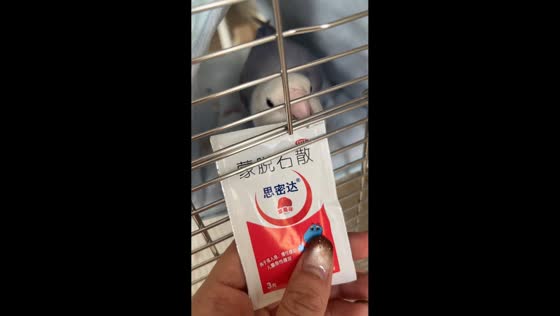 Parrot opens small square sachet with its beak in Beijing, China