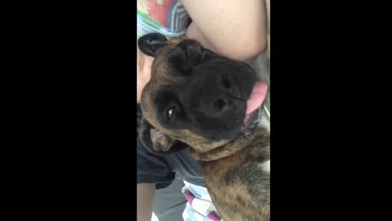 Dog twitches eyes and mouth while sleeping and snoring