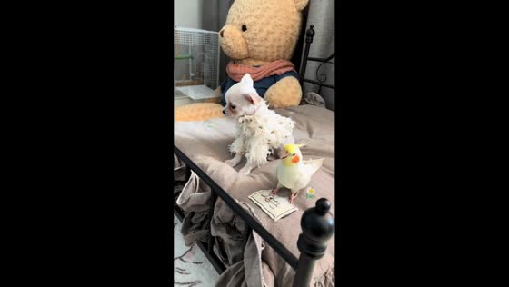 Parrot shouting at a puppy on a bed in Hebei, China