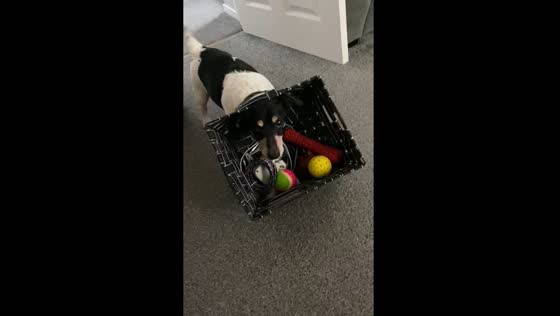 Dog Archie's misadventure with the toy basket