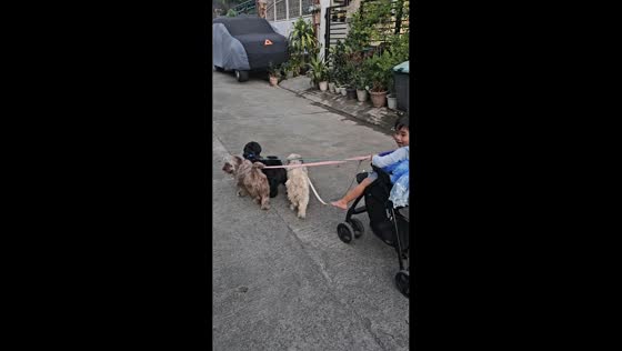 Three Shih Tzus pull stroller with boy in playful outdoor moment in Quezon City, Philippines