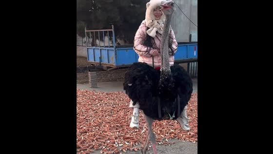 Ostrich ride ends in fall in Heilongjiang, China
