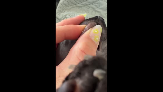 Sphynx cat stays calm during pore cleaning in Roseville, California