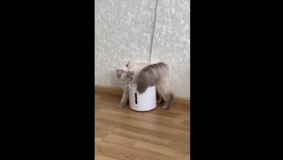Cat drinks water uniquely in Odesa, Ukraine