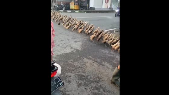 Ducks unexpectedly cross highway in Indonesia