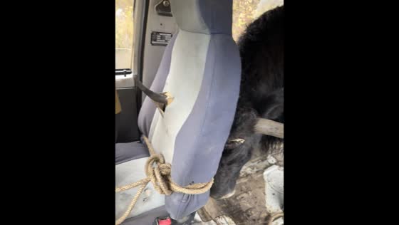 Bull gets stuck in van in Sichuan, China