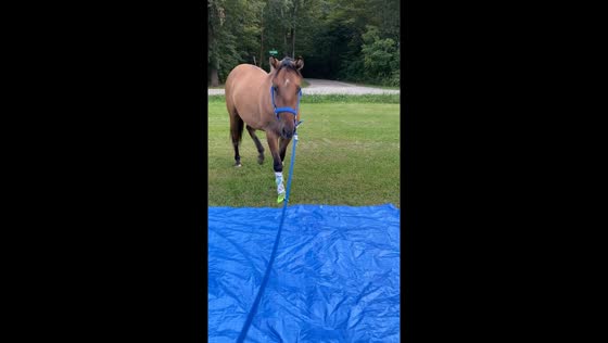 Horse reacts strongly to blue tarpaulin during field walk in Chicago, Illinois, USA