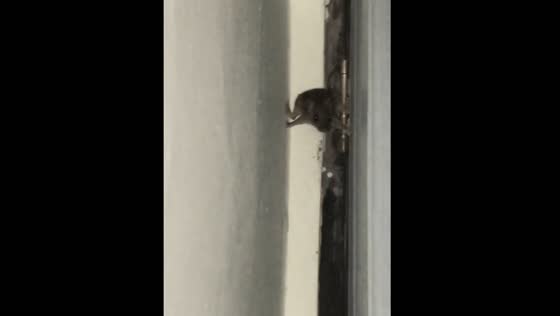 Rat stuck behind door rescued by creative Spider-Man pose in Palangkaraya, Indonesia