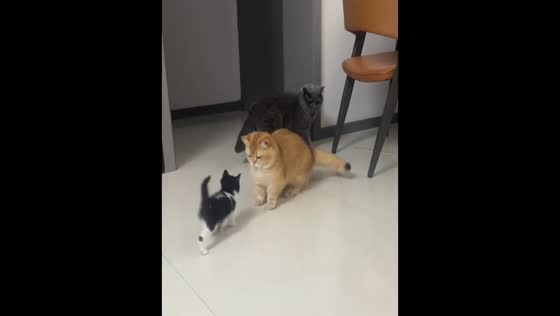 Kitten gets mixed reactions from two cats in Xinjiang, China