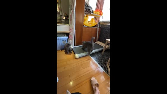Playful cat tests treadmill before breaking into a run in Shanghai, China