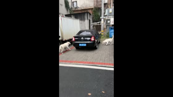 Two dogs turn parking lot into playful hide-and-seek game in Hubei, China
