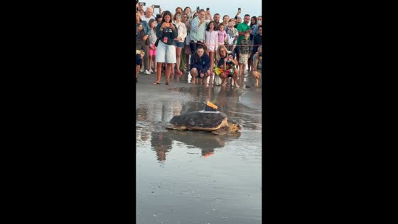 Rehabilitated sea turtle returns to the wild in Riccione, Italy