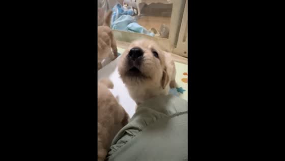 Golden Retriever puppy responds adorably to whistling in Shandong, China
