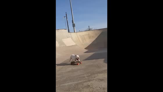 Thrilling Bulldog skating: Milo defies gravity at Doc Romeo Skatepark