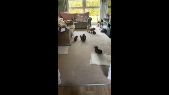 Shih Tzu dad Gizmo teaches playful puppies “zoomies” in Scotland, UK