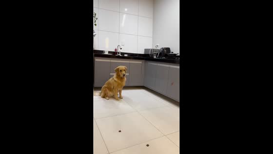 Exceptionally obedient dog during treat test in Ubaíra, Brazil