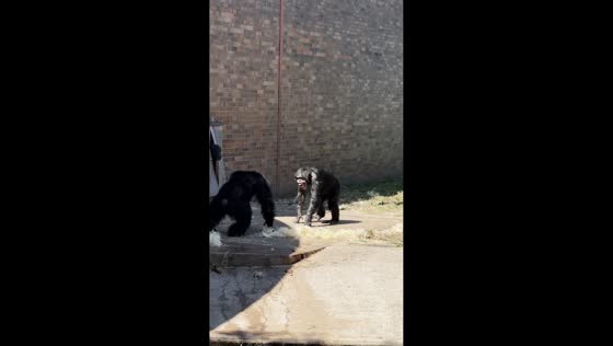 Curious monkey checks out its friend during playfight in Chester, England