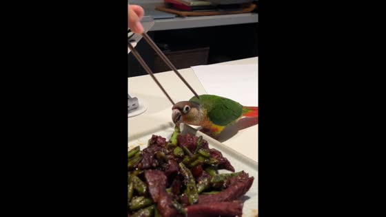 Parrot caught stealing food in Henan Province, China