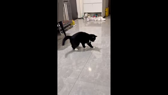 Cat plays with light reflection in Beijing, China