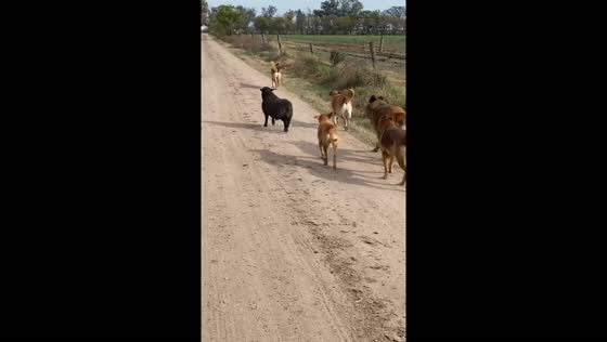 Lamb in Argentina joins dogs, responds to dog calls