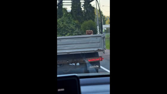 Playful dog pops up from back of moving truck in Karelia, Russia