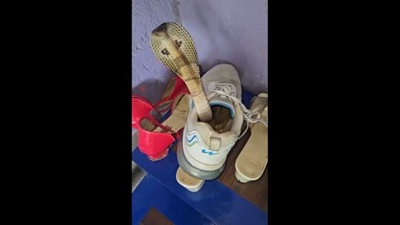 Cobra found in sneaker in Hubballi, Karnataka, India