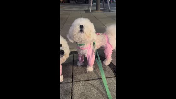 Dog mimics distant siren in Seoul video