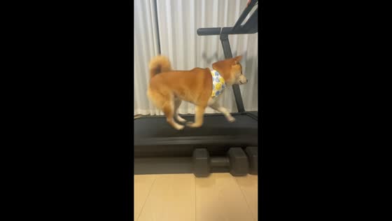 Dog runs steadily on treadmill in Yunnan, China