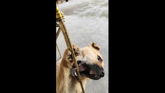 Rescue of Doudou: dog stuck in wooden chair