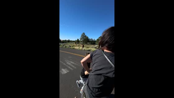 Elk charges family after scare attempt in Arizona, USA