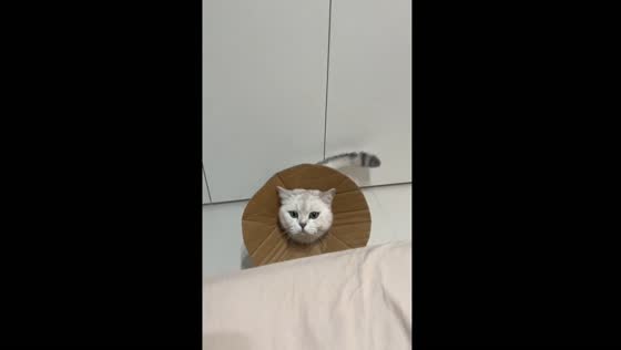 Cat in cardboard cone struggles to jump on bed