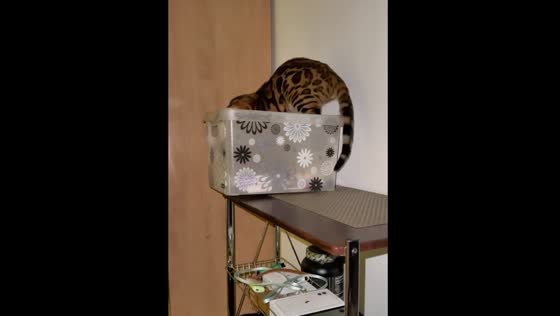 Naughty cat fell while rummaging through things!