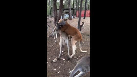 Two kangaroos fight at rescue center in Brisbane, Australia