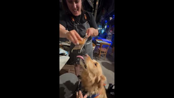 Golden Retriever hilariously catches freshly grated cheese at restaurant in New York, USA