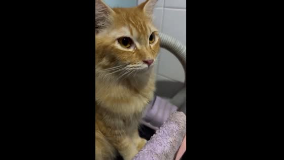 Simba, the tearful kitchen companion: cat's onion encounter caught on video in Malaysia