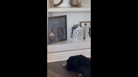 Dog mourns late sister while looking at painting in  Indiana, USA