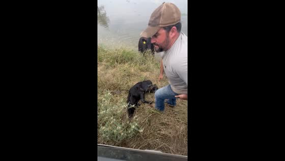 Man rescues calf from drowning in Yellville, Arkansas, USA