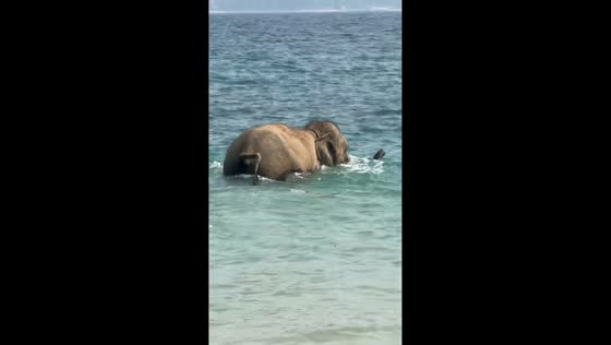 Elephant enjoys a swim in the sea in Phuket, Thailand