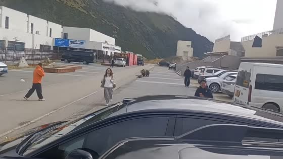 Brown bear approaches people at the parking area in Tibet, China